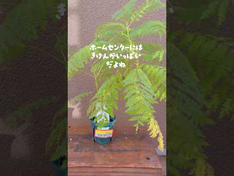 屋外のサボテン庭園を作る方法のいくつかのステップのヒント