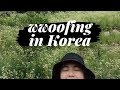 WWOOFING VLOG 2 AMEEGOL WILD HERBS FARM IN GYEONGGIDO KOREA