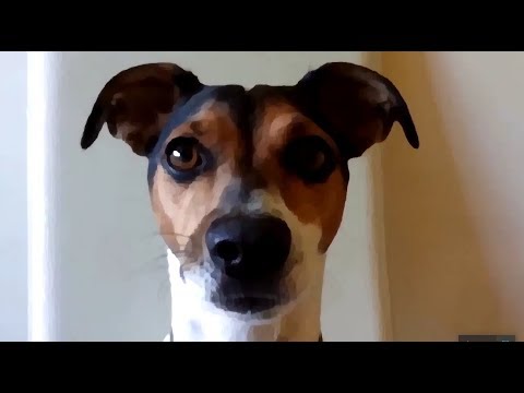 TOP 10 dog barking videos compilation  ¦ Dog barking sound   Funny dogs