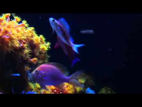 Rabaulichthys sp. displaying