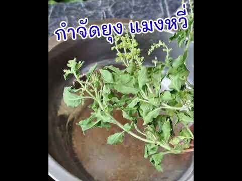 วิธีกำจัดยุง แมงหวี่ |แค่เลchannel