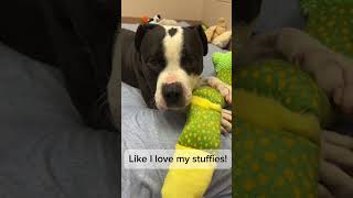 Video preview image #1 Mutt Puppy For Sale in McKinney, TX, USA