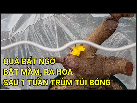 🔴 QBS23389 - KIỂM TRA CÂY SAU 1 TUẦN SANG CHẬU | CÁCH CHĂM SÓC  CÂY MAI SAU KHI SANG CHẬU THAY ĐẤT