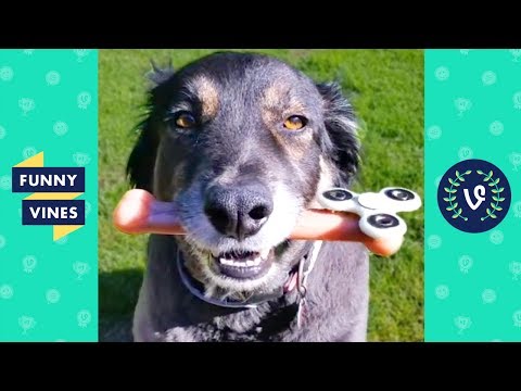 TRY NOT TO LAUGH or GRIN – Funny Animals Vines Compilation 2017 | Funny Vines Videos