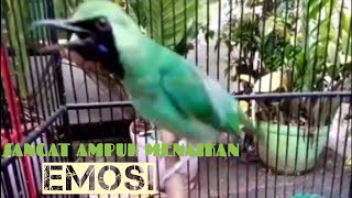 Download lagu Cucak Ijo Cari Lawan II PASTI NYAUT II Terbukti Bisa menaikan Emosi Semua Jenis Cucak ijo mp3 Download lagu Cucak Ijo Cari Lawan II PASTI NYAUT II Terbukti Bisa menaikan Emosi Semua Jenis Cucak ijo mp3