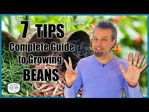 , title : '7 TIPS for Growing Beans // Complete Growing Guide'
