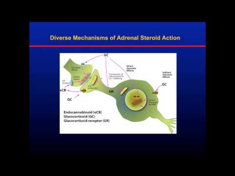 "Brain Plasticity: What Is It and Why Is It Important?" with Bruce S. McEwen, Ph.D.