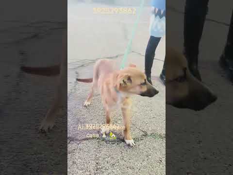 Regalo Una cucciola in canile apri il suo box 