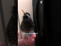 This starling's mimicry is incredible 🤯
