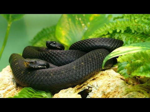 JUDE 1:14-15  Enoch  prophesied. IT'S NOT THE SERPENT IT'S THE ANGELS