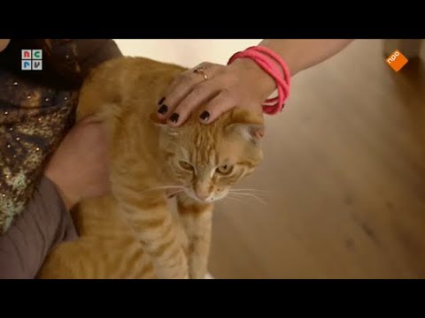 De Rijdende Rechter Wordt Vervolgd 20-08-2013 - Catfight, Vlijmscherp & Er klopt geen hout van