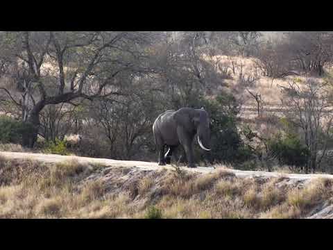 Djuma: Elephant bull tusker with missing left tusk - 08:03 - 07/06/18