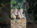 Monkey Love Shorts Monkey Youtubeshorts Trending