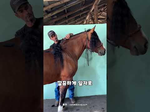 앞머리 자르다 말한테 혼났습니다