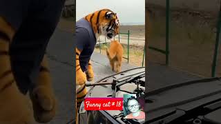 Download lagu #funny cat part 18 mp3