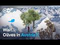 Olives In Austria The Experiment That Could Change European Olive Oil DW News