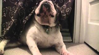 Bob the Bulldog - The Man Behind the Curtain