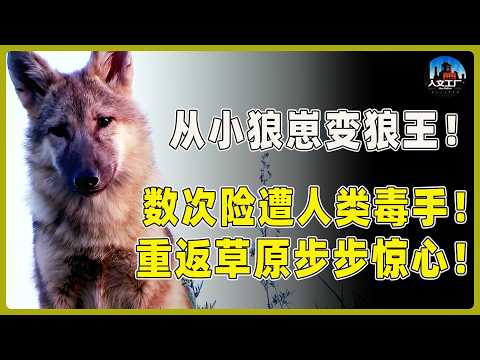 从小狼崽变狼王！数次险遭人类毒手！重返草原步步惊心！#重返狼群 #李微漪 #马未都#许子东#尹烨#圆桌派 #圆桌派第八季 #格林