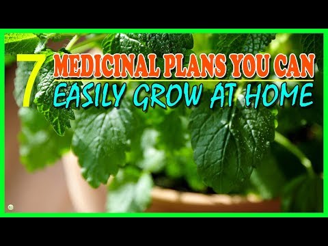 download lagu mp3 mp4 How To Grow Medicinal Plants At Home, download lagu How To Grow Medicinal Plants At Home gratis, unduh video klip How To Grow Medicinal Plants At Home