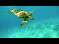Turtle Prayer Seeking Wisdom From Mother Turtle