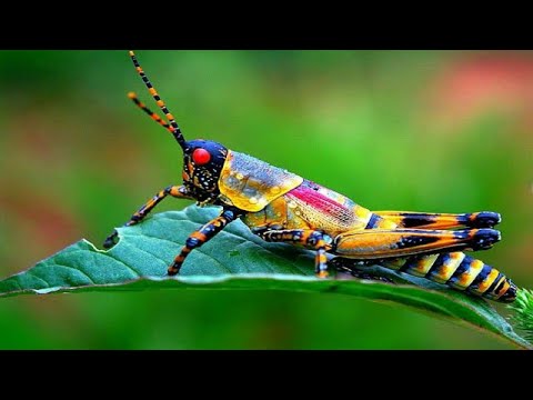 Wonderful Planet Earth: Beautiful Animals & Nature : Strangest Insects in the World#animalkingdom