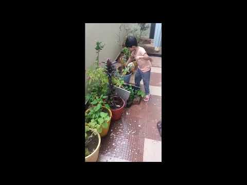 B.Bhavitha | Save Tree   Save Earth | Rise Play School Jagannaickpur, Kakinada.(9010435435)