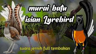 Download lagu Murai batu isian Lyrebird suara fariasi full tembakan mp3