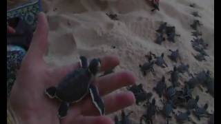 preview picture of video 'Borneo Turtles Hatching Part 1'