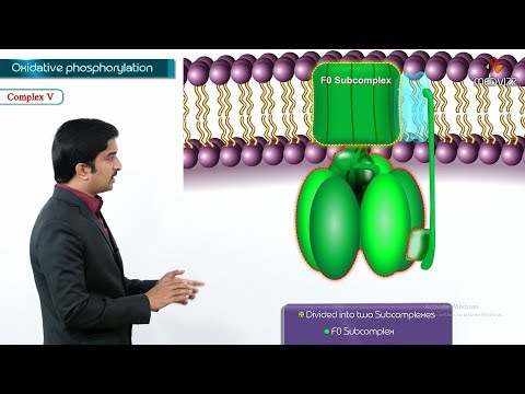 Oxidative phosphorylation Animation - Formation of ATP & sites of ATP synthesis : Dr G Bhanu Prakash