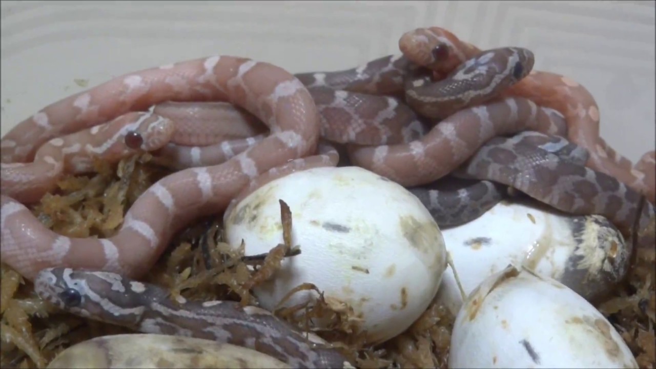 コーンスネークの孵化 Corn Snake Hatchling