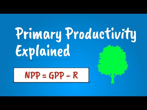 Primary Productivity Explained