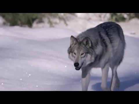 Caribou Spot Wolves Using UV Vision | Animal Super Senses | BBC Earth