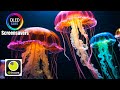 Jellyfish Screensaver Neon 10 Hours 4K OLED Safe