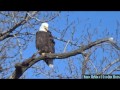 BALD EAGLE YAWNING