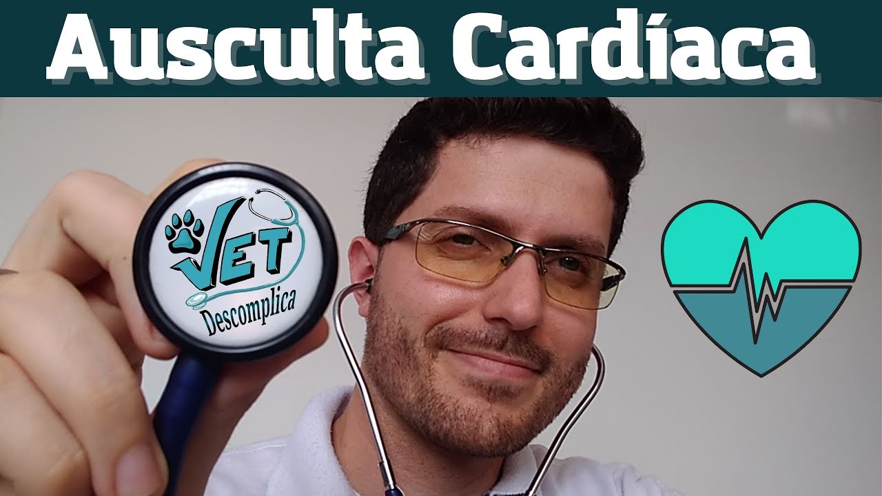 Como fazer ausculta cardíaca na veterinária?
