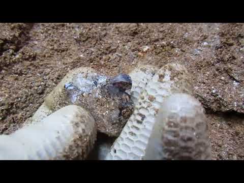 9/28/19 pt 1    Finding more interesting stuff at Emerald Hollow Mine