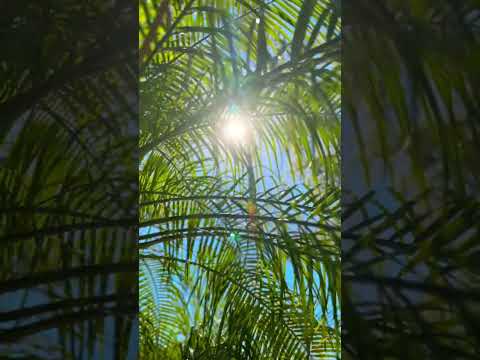 Someday, Love will find you. The Morning Palm Tree #Day 18