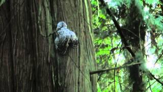 Barred owl chick climbing tree after falling out of nest cavity.