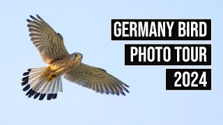 Germany Bird Photography Tour - Goshawks, Kestrels & Urban Wildlife (Photos & Footage)