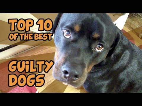 Τα πιο ένοχα σκυλιά