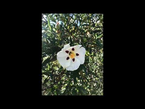 Acrylic ~ Inspiration 26-04-20