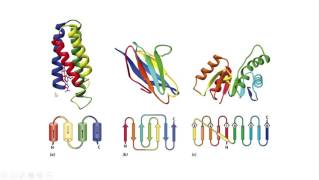 Proteins 2