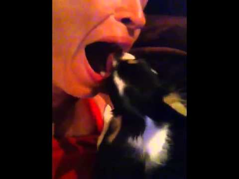 Puppy teeth cleaning