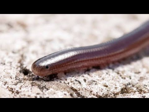 very faster snake 🐍 brahminy blind snake | Ramphotyphlops braminus
