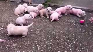 labrador puppies 20 days old first time in the sun