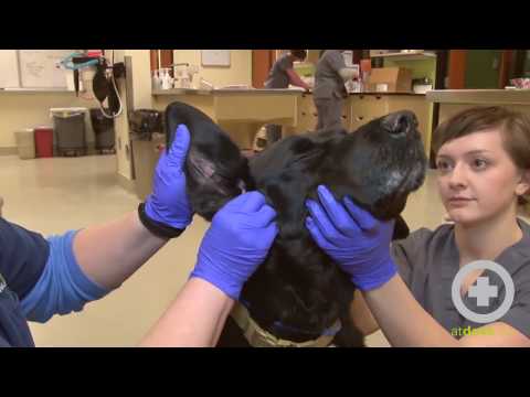 How to Clean Your Dog’s Ears