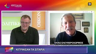 ΚΙΤΡΙΝΙΣΑΝ ΤΑ ΣΙΤΑΡΙΑ ΗΛΙΑΣ ΕΛΕΥΘΕΡΟΧΩΡΙΝΟΣ 25 02 2025