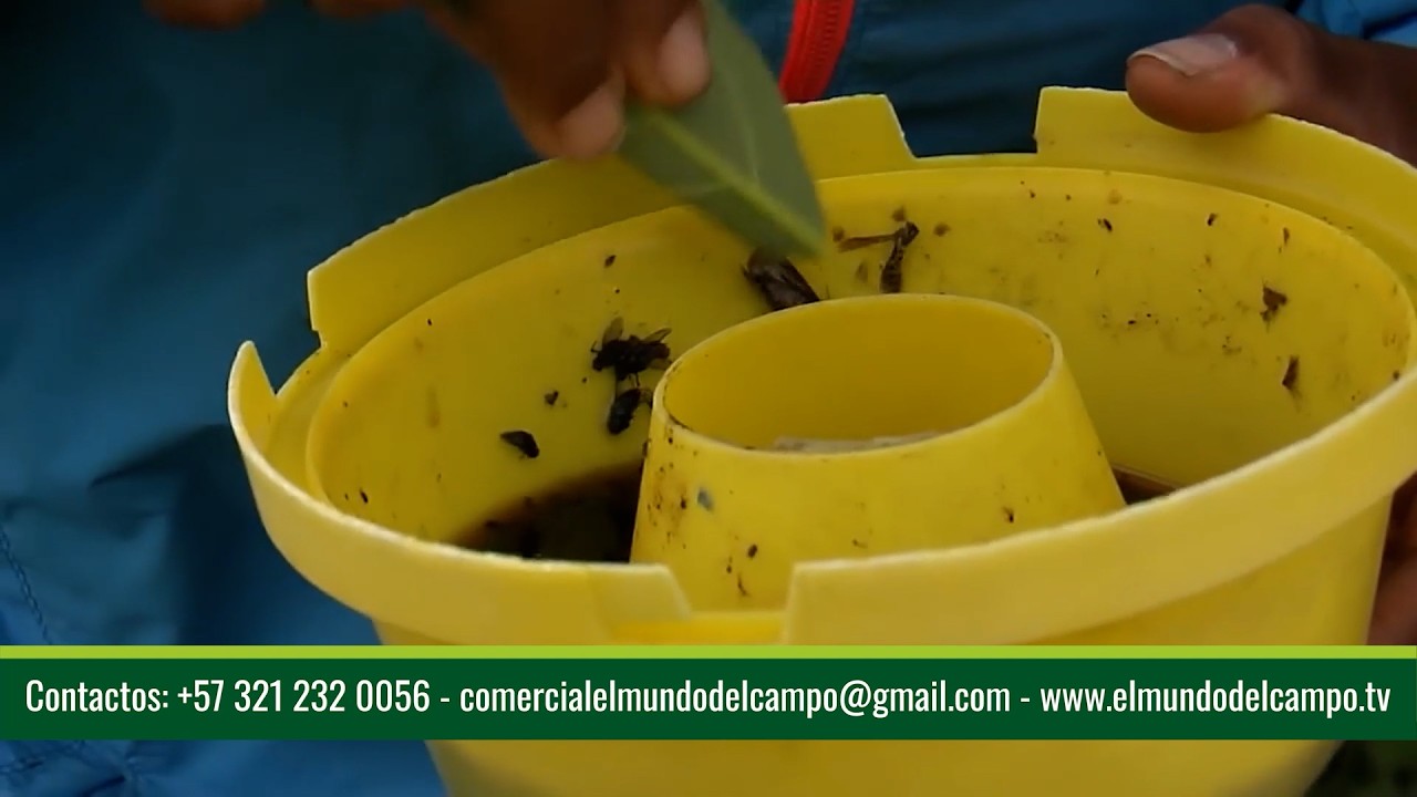 AGUACATE HASS PRÁCTICAS AGRÍCOLAS HACIENDA ZARACAY AGUACATE HASS ICA   SALENTO – QUINDÍO