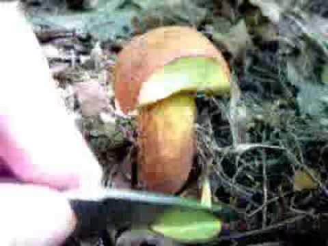 Blue-staining Bolete Mushroom