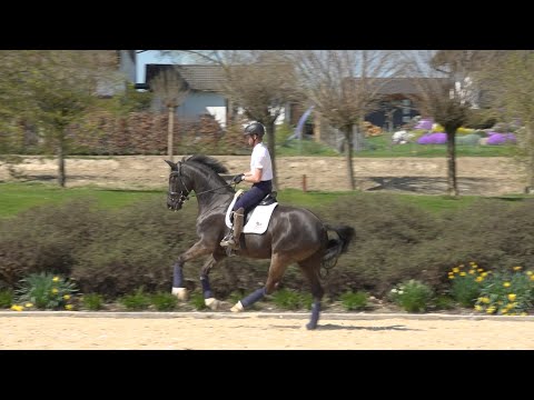 Fliegende Galoppwechsel spielerisch erlernen